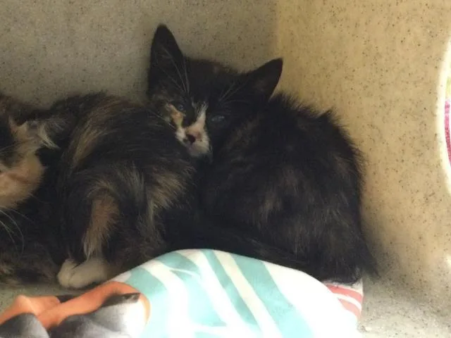 A baby small-sized female Domestic Short Hair cat named Baby for adoption in Riverside, CA