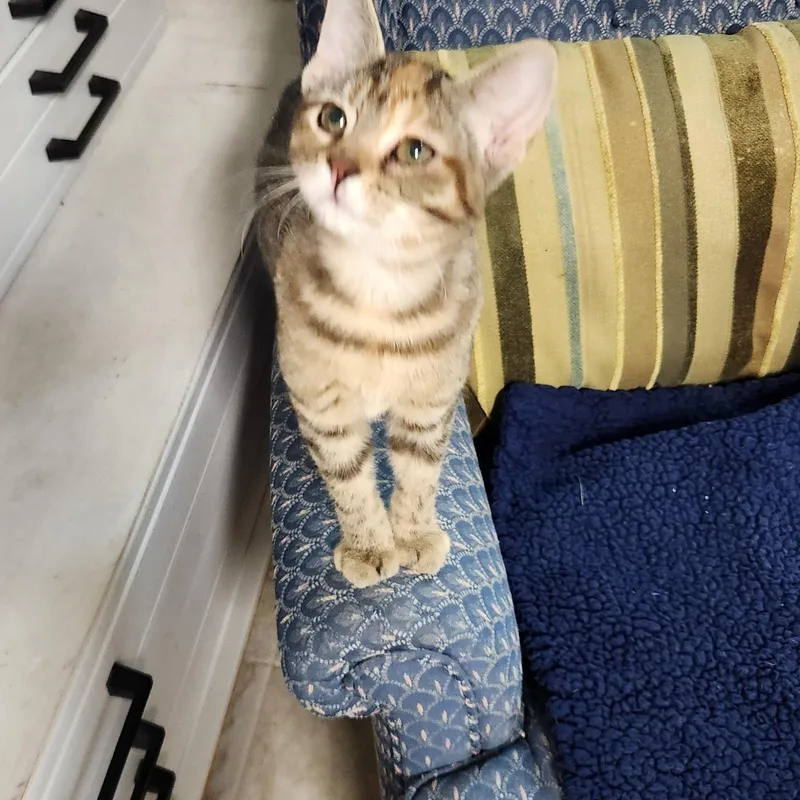 A baby small-sized female Tabby (Brown / Chocolate) Domestic Short Hair cat named Evie Haseman for adoption in Morrison, CO