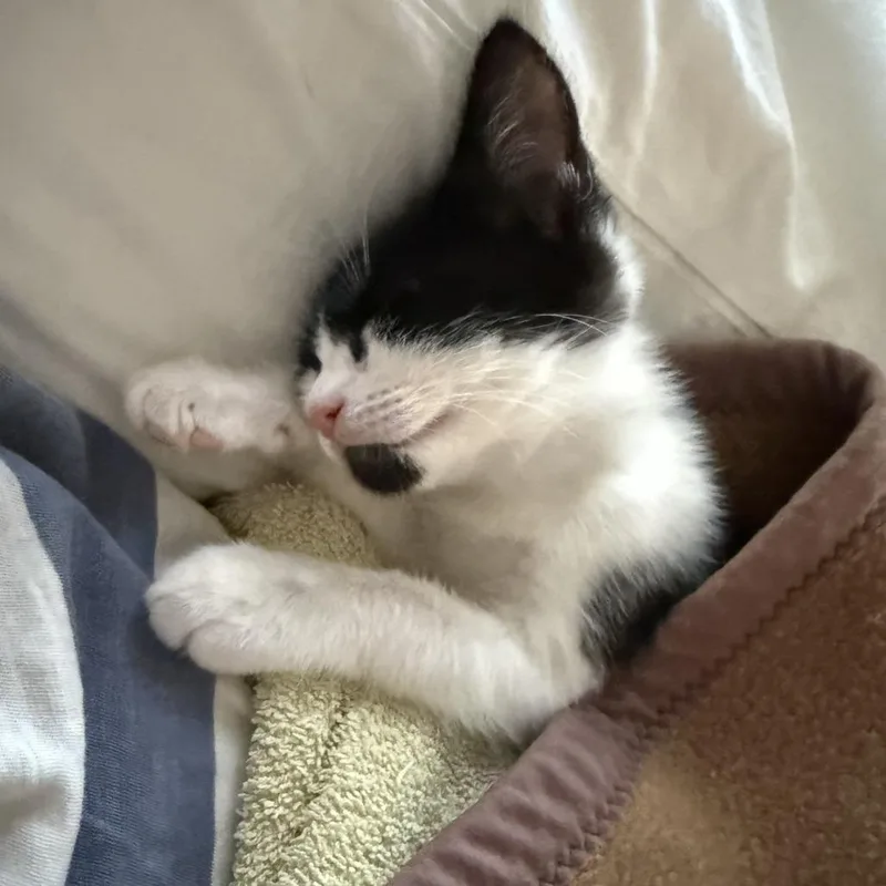 A baby small-sized female White Domestic Short Hair cat named Daisy for adoption in Los Angeles, CA