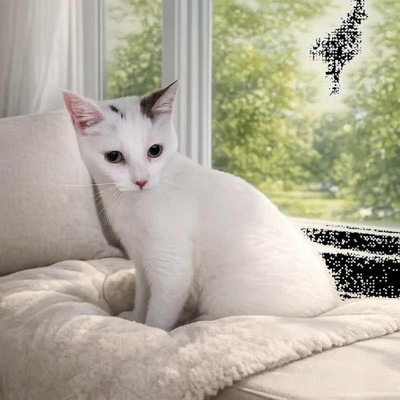 An adult medium-sized female Domestic Short Hair cat named Bon Bon for adoption in Dallas, TX