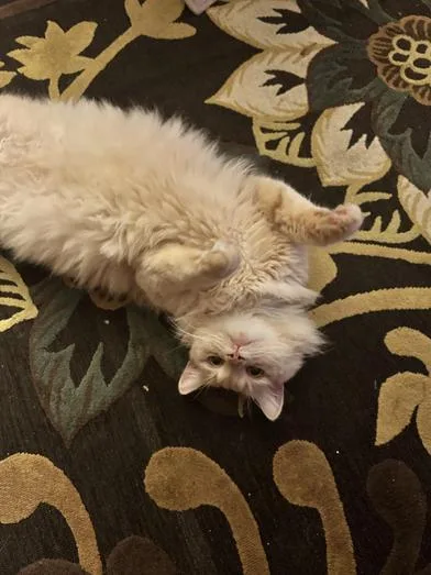 An adult medium-sized male Buff / Tan / Fawn Domestic Long Hair cat named Pumpkin for adoption in Liverpool, TX