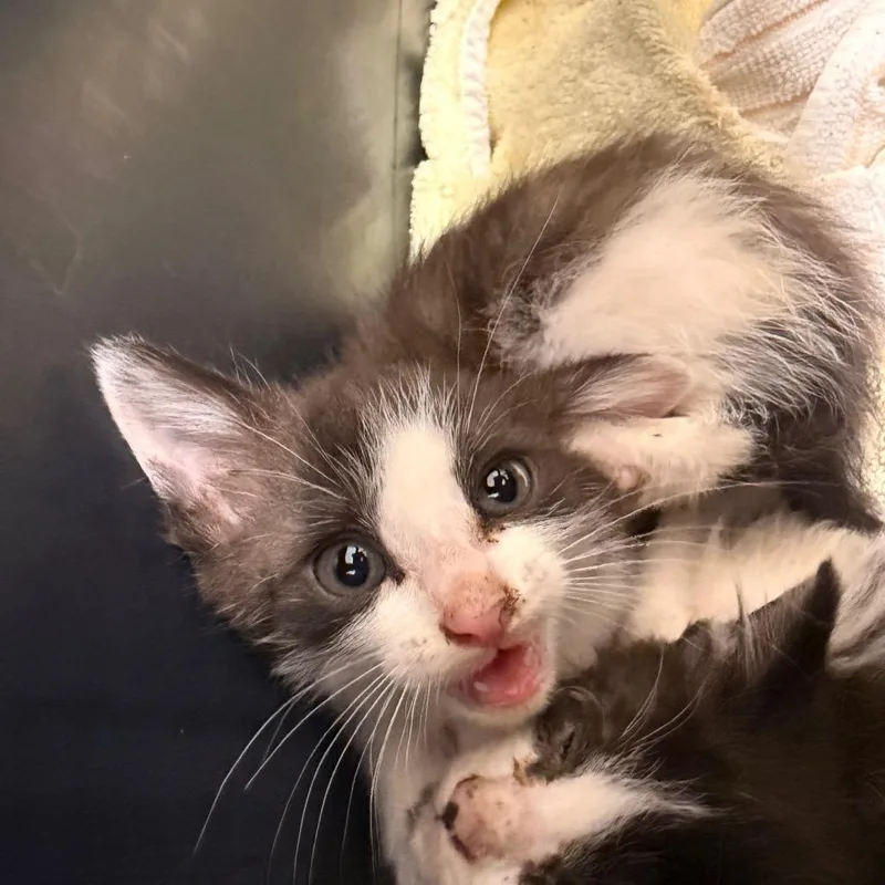 A baby small-sized female Gray / Blue / Silver Domestic Short Hair cat named Gertrude for adoption in Chattanooga, TN