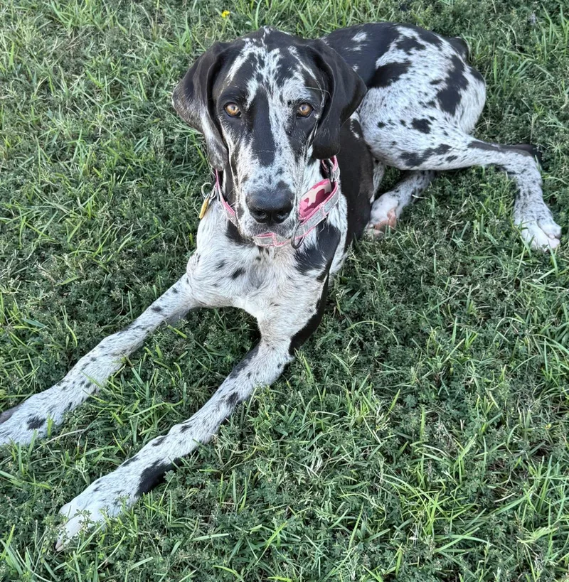 A young large-sized female Merle (Blue) Great Dane dog named Pepper for adoption in Commerce City, CO