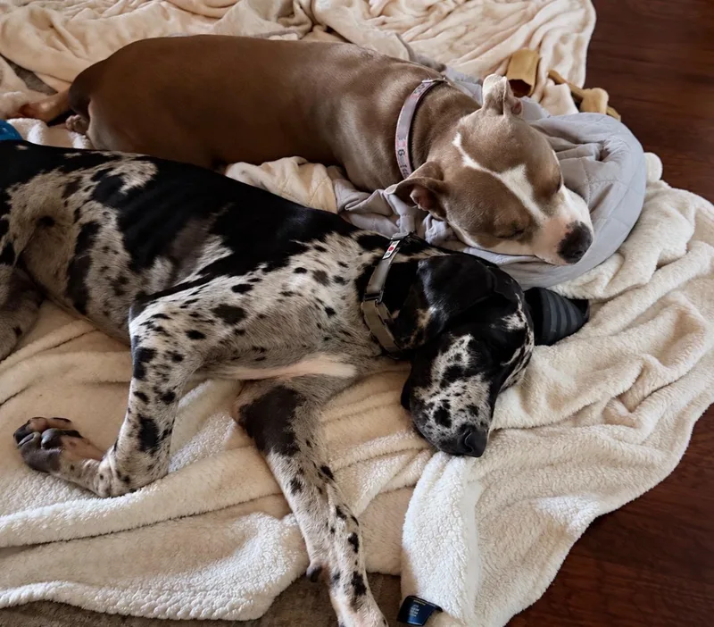Pepper thumbnail 2
