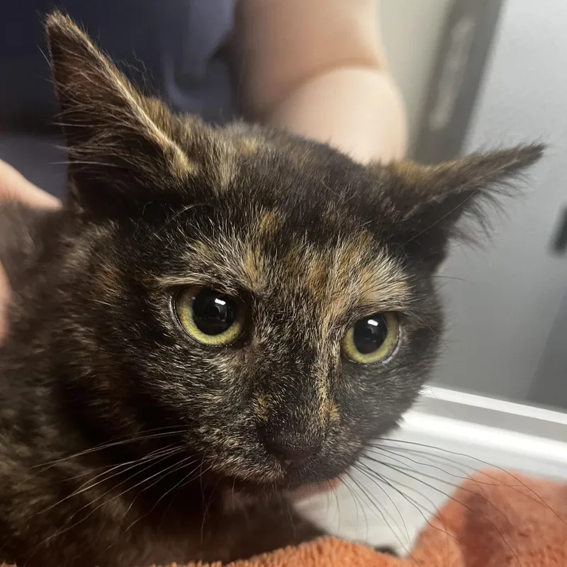 A young small-sized female Tortoiseshell Domestic Short Hair cat named Tanzie for adoption in Vineland, NJ