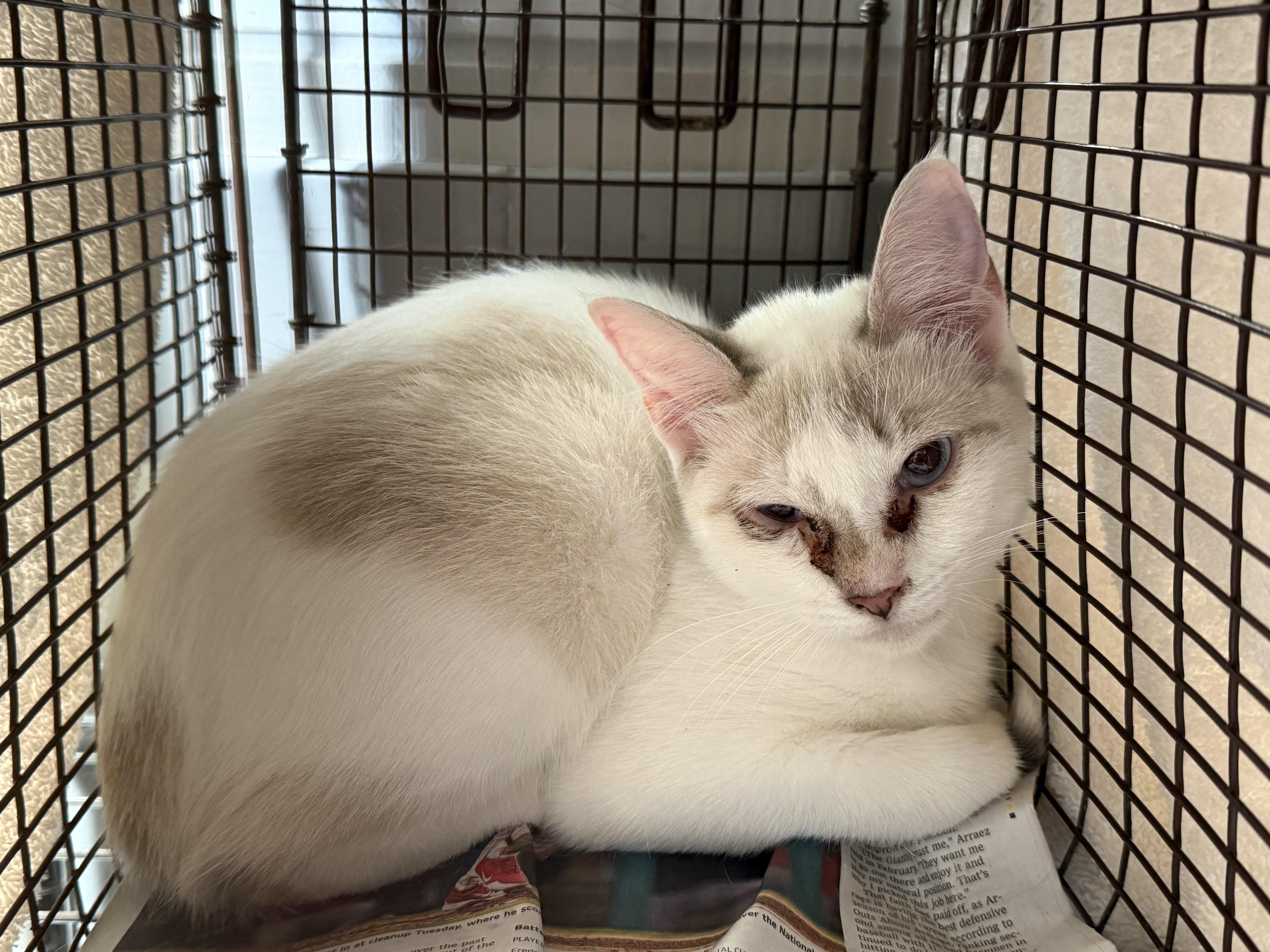A young large-sized female Domestic Short Hair cat named Snowy for adoption in San Pedro, CA