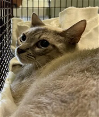 A young large-sized female Siamese cat named Mandy for adoption in Chatsworth, CA