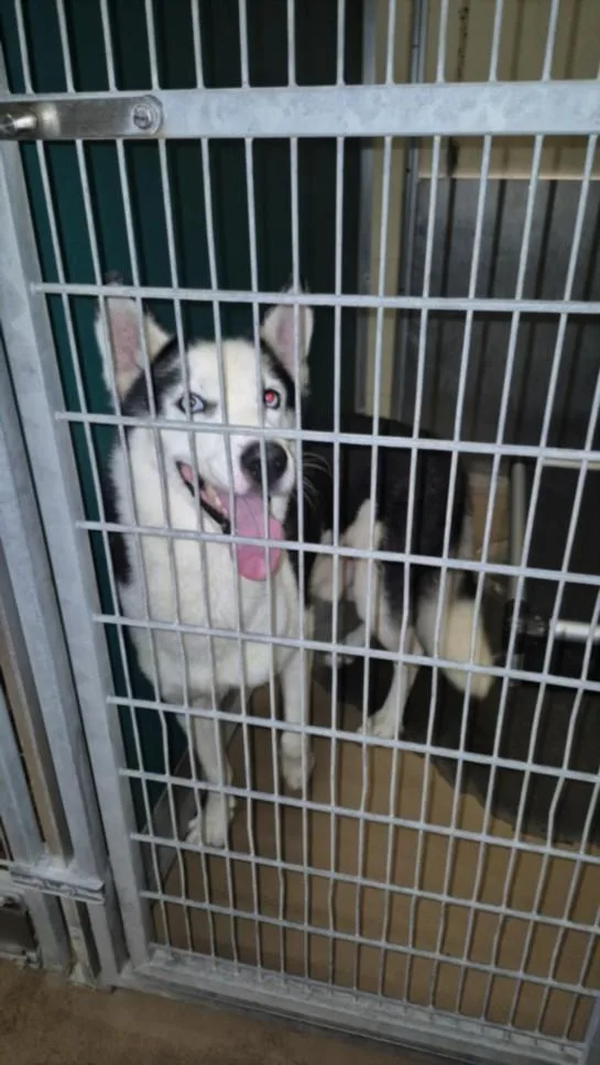 An adult medium-sized male Husky dog named Bill Furry for adoption in Texas City, TX