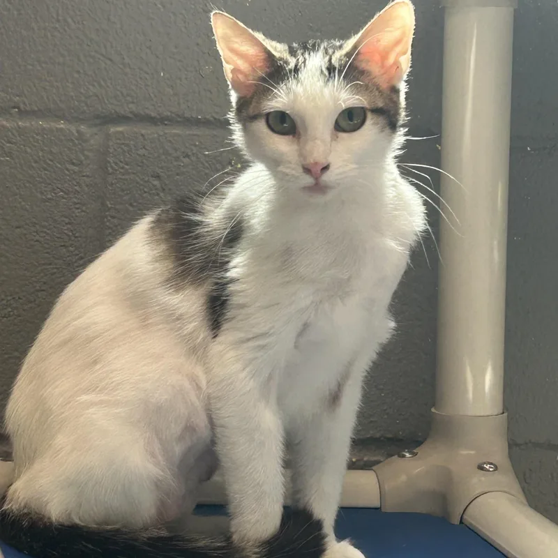 An adult small-sized female Calico cat named Ruby for adoption in Gainesville, TX