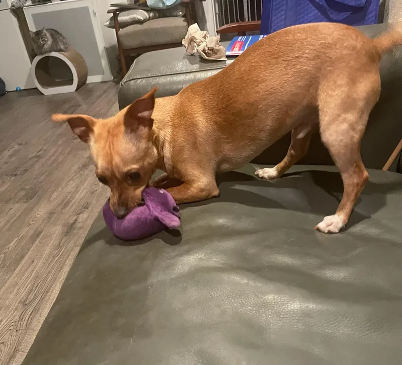A young small-sized male Red / Chestnut / Orange Mixed Breed dog named Marty for adoption in Gilroy, CA