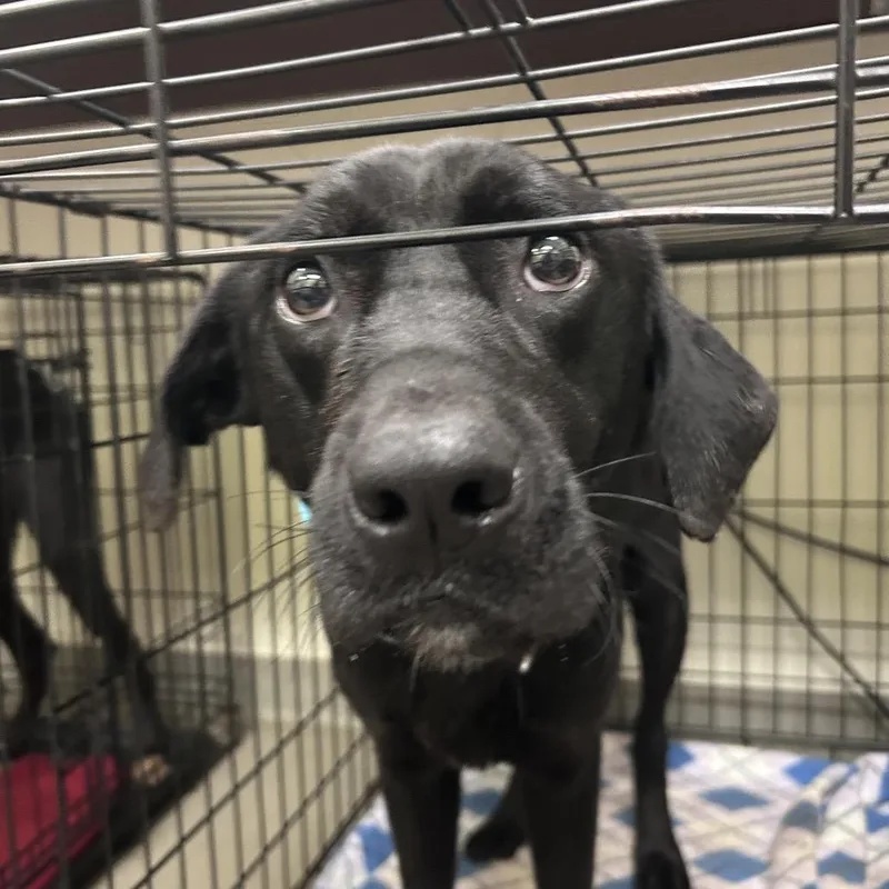 A young medium-sized male Black Hound dog named Azul for adoption in Lynchburg, VA
