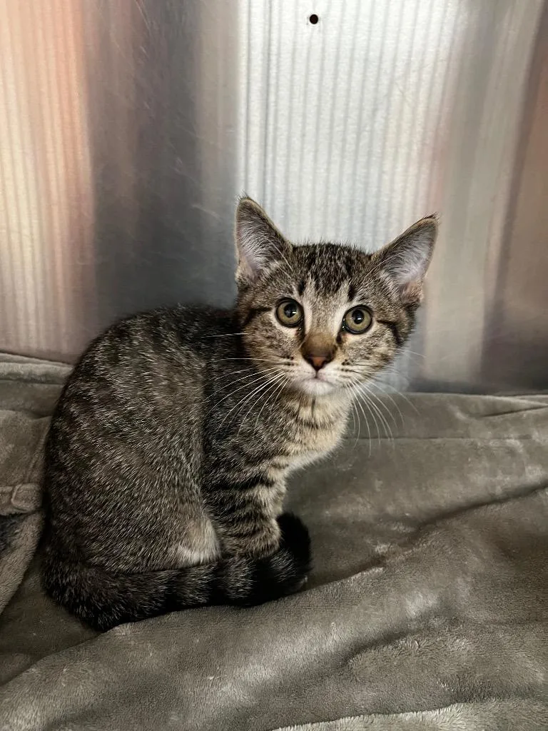 A baby medium-sized male Domestic Short Hair cat named Gimli for adoption in Logan, UT