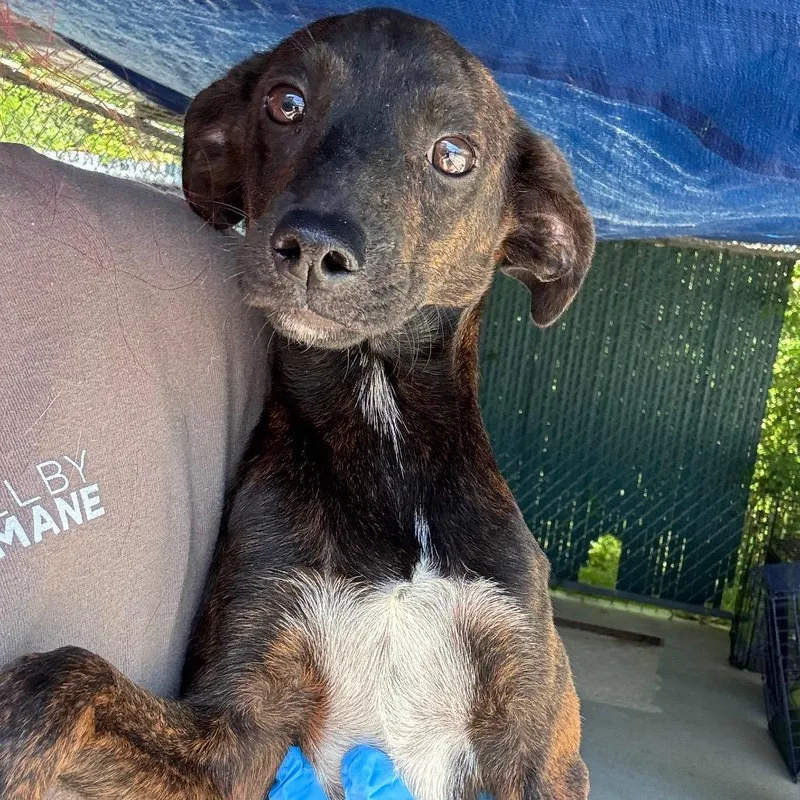 A baby medium-sized male Black Mixed Breed dog named Dean for adoption in Columbiana, AL