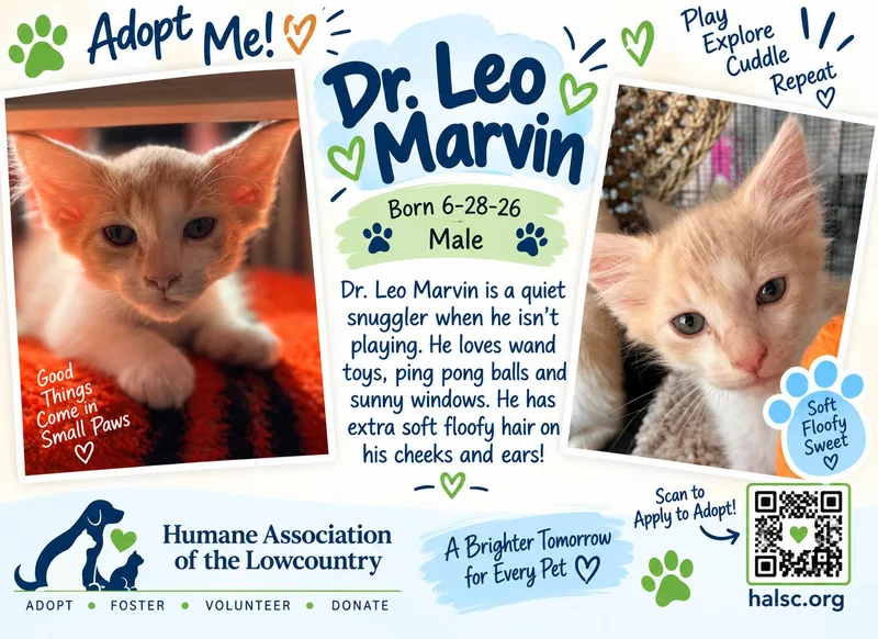 A baby small-sized male Orange & White Domestic Short Hair cat named Dr Leo Marvin for adoption in Beaufort, SC