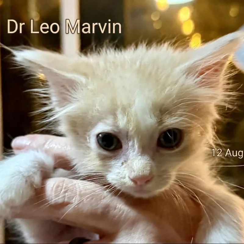 Dr Leo Marvin thumbnail 4
