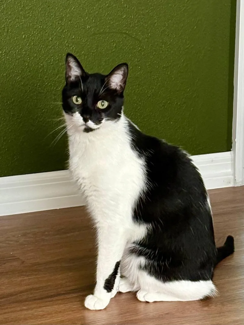 An adult medium-sized male Black & White / Tuxedo Domestic Short Hair cat named Oreo for adoption in Orlando, FL
