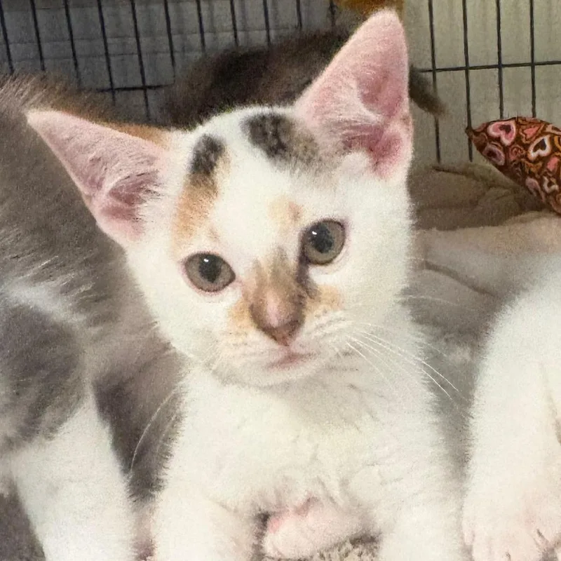 A baby small-sized female Calico Domestic Short Hair cat named Talia for adoption in Chesapeake, VA