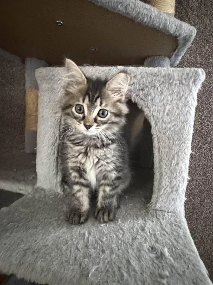 A baby medium-sized female Tabby (Brown / Chocolate) Domestic Long Hair cat named Eowyn for adoption in Cleveland, OH