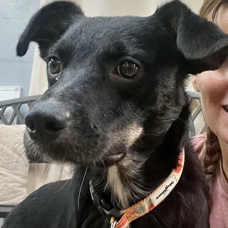 A young medium-sized male Shepherd dog named Shep for adoption in Chicopee, MA