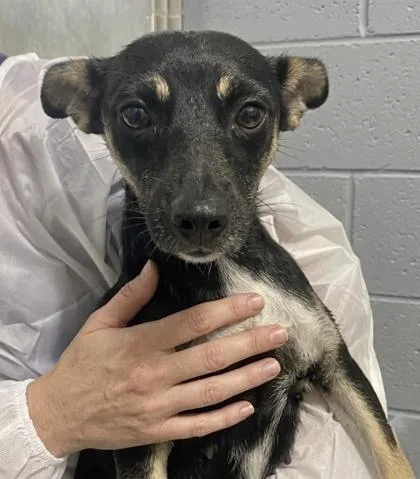 A baby medium-sized female Mixed Breed dog named Cova for adoption in West Chester, PA