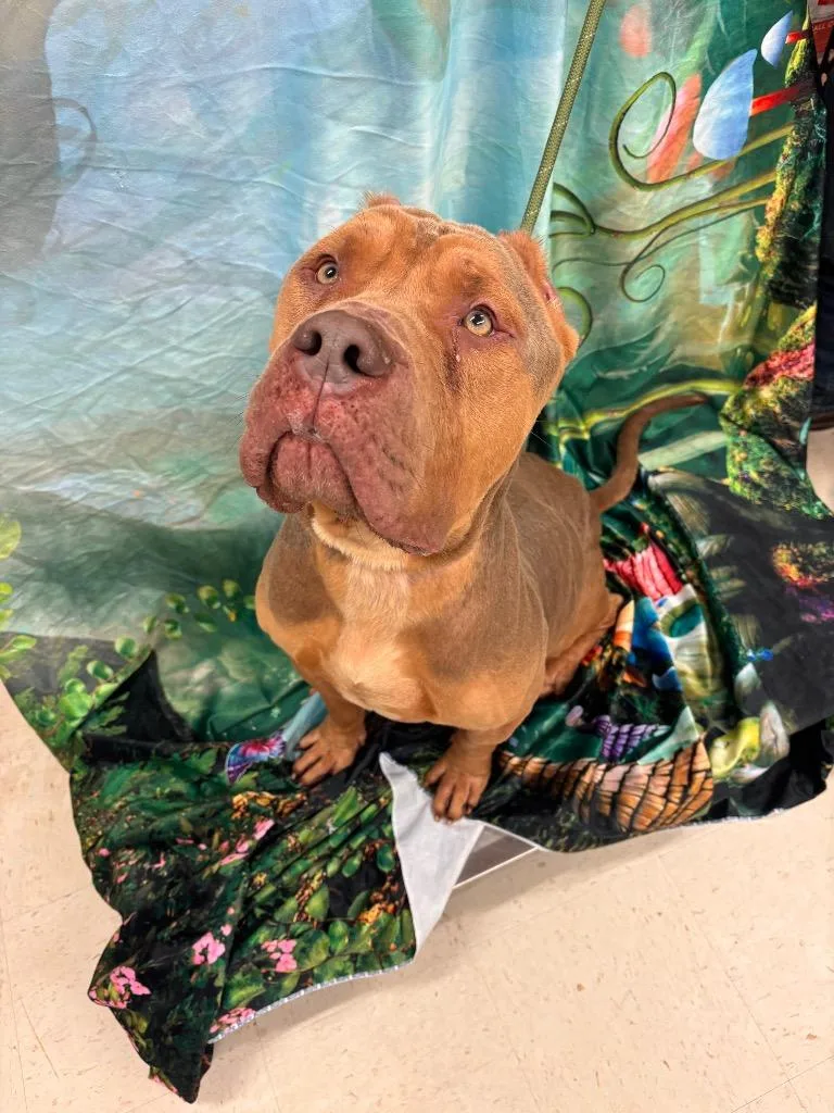 An adult large-sized male Pit Bull Terrier dog named Bruce for adoption in Lima, OH