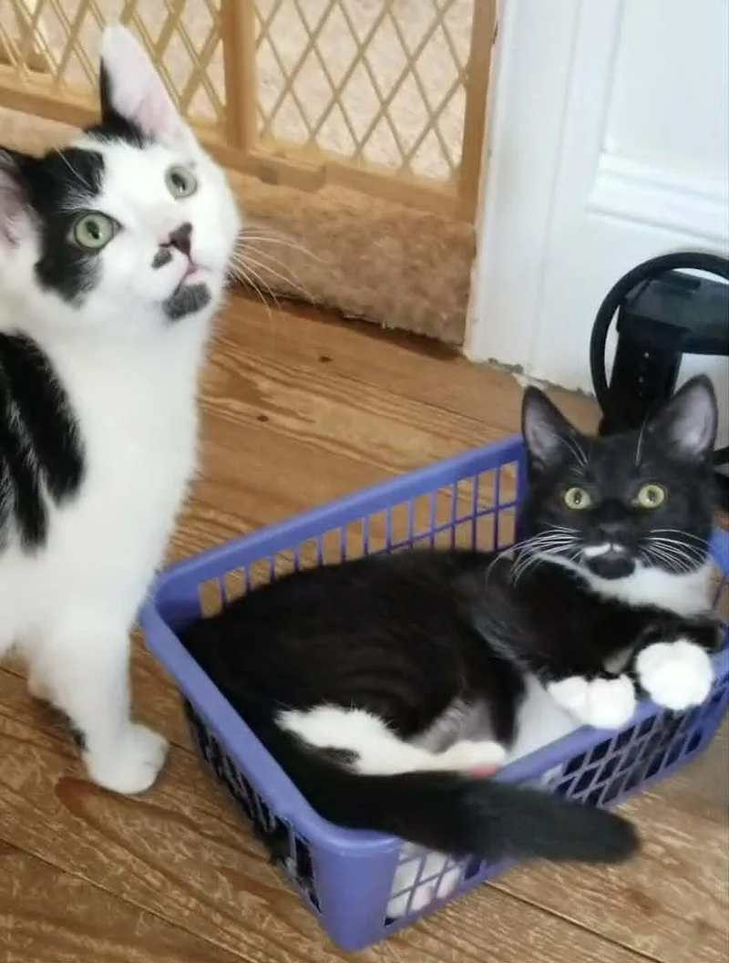 A baby medium-sized female Black & White / Tuxedo Domestic Short Hair cat named Fifi for adoption in Colmar, PA