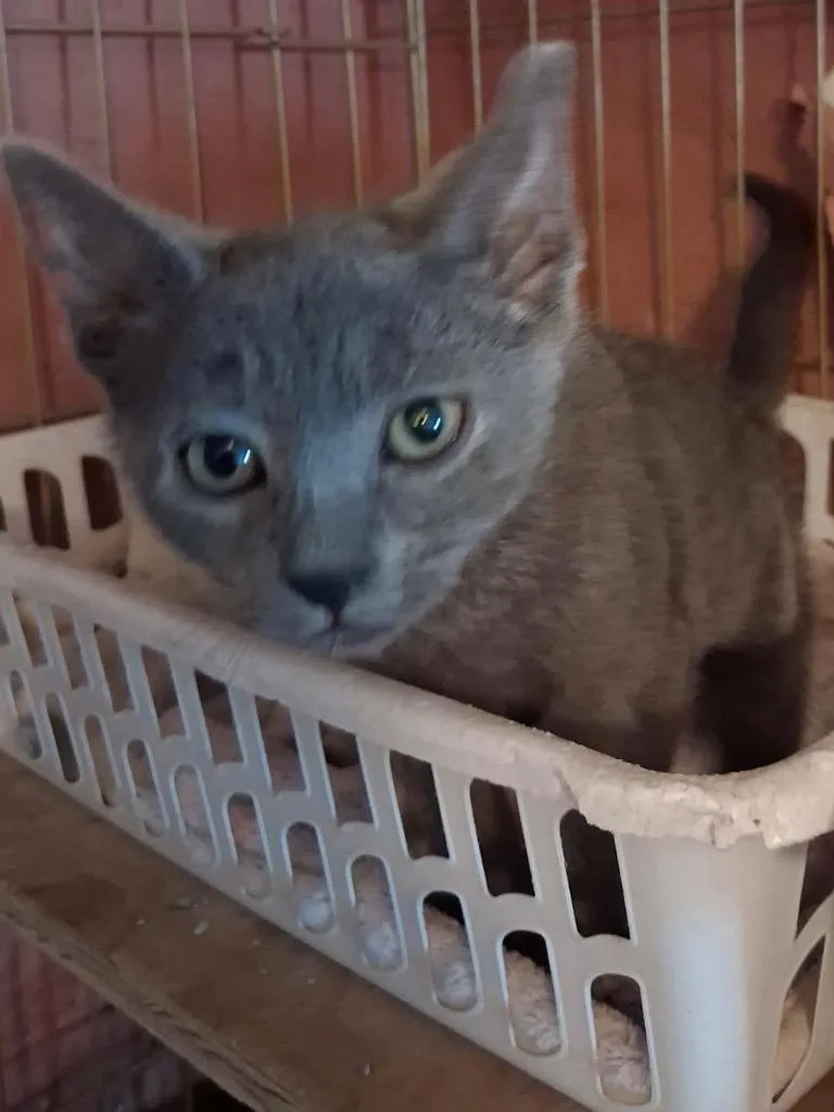 A baby medium-sized female Domestic Short Hair cat named Paloma for adoption in Ogden, UT