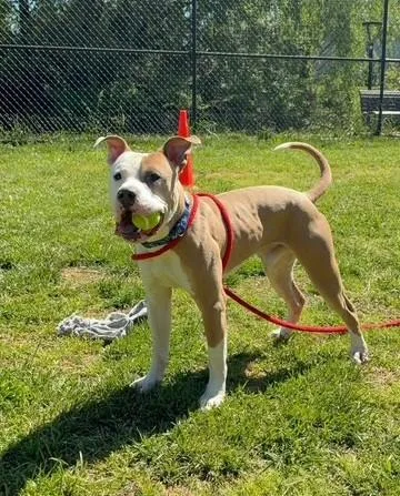 A young medium-sized male Pit Bull Terrier dog named Bruce for adoption in Derwood, MD