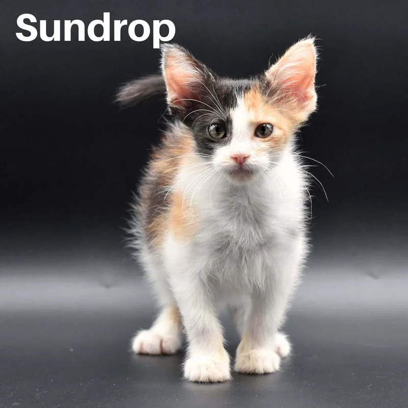 A baby small-sized female Orange & White Domestic Short Hair cat named Sundrop for adoption in Chicago, IL