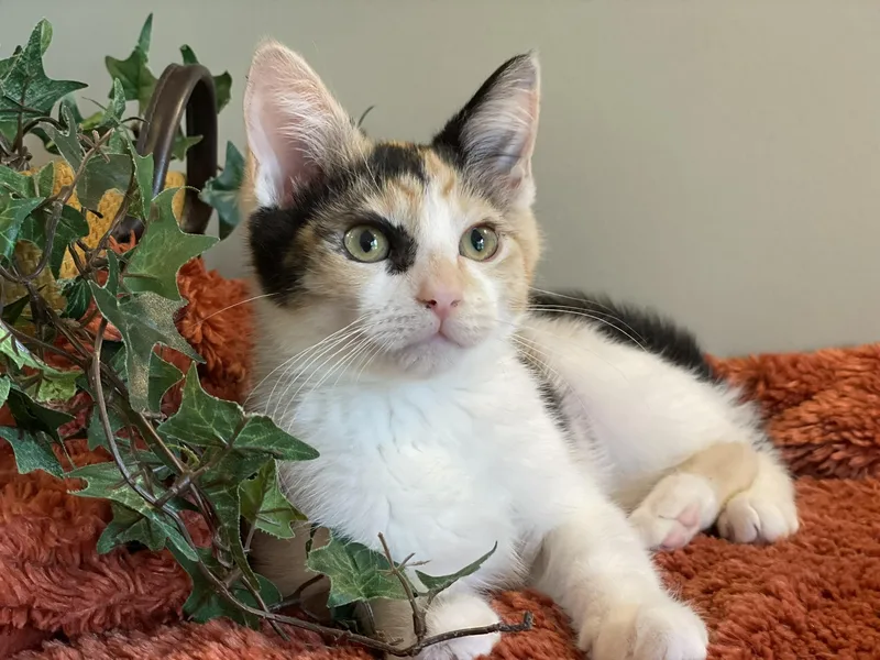 A baby medium-sized female Calico cat named Skittles for adoption in Taylor, MI