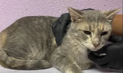 An adult medium-sized female Domestic Short Hair cat named 61777759 for adoption in El Paso, TX