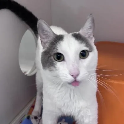 A young medium-sized male Domestic Short Hair cat named Junior for adoption in Janesville, WI