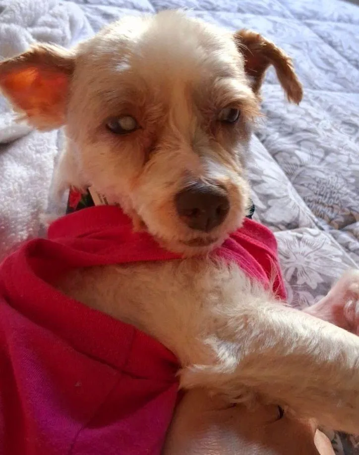 Little Sister thumbnail 2