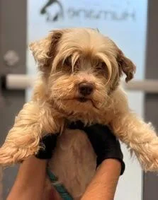 Little Sister thumbnail 3