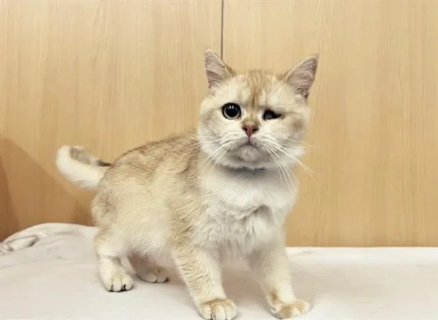 A young small-sized male Domestic Short Hair cat named Ginger for adoption in Saint Louis, MO