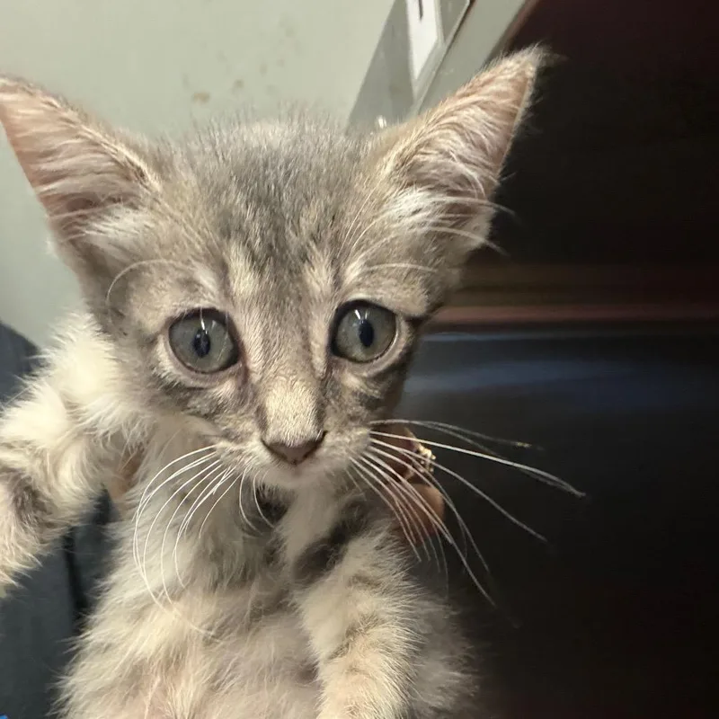 A baby small-sized female Gray / Blue / Silver American Shorthair cat named Enid for adoption in Lake Jackson, TX