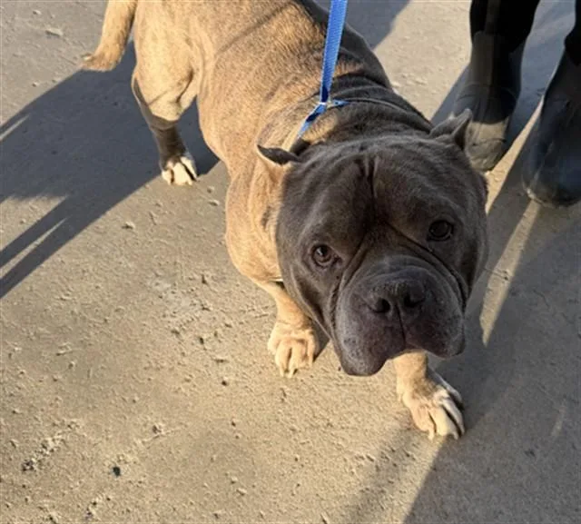 A senior large-sized male American Staffordshire Terrier dog named Harry for adoption in Bakersfield, CA