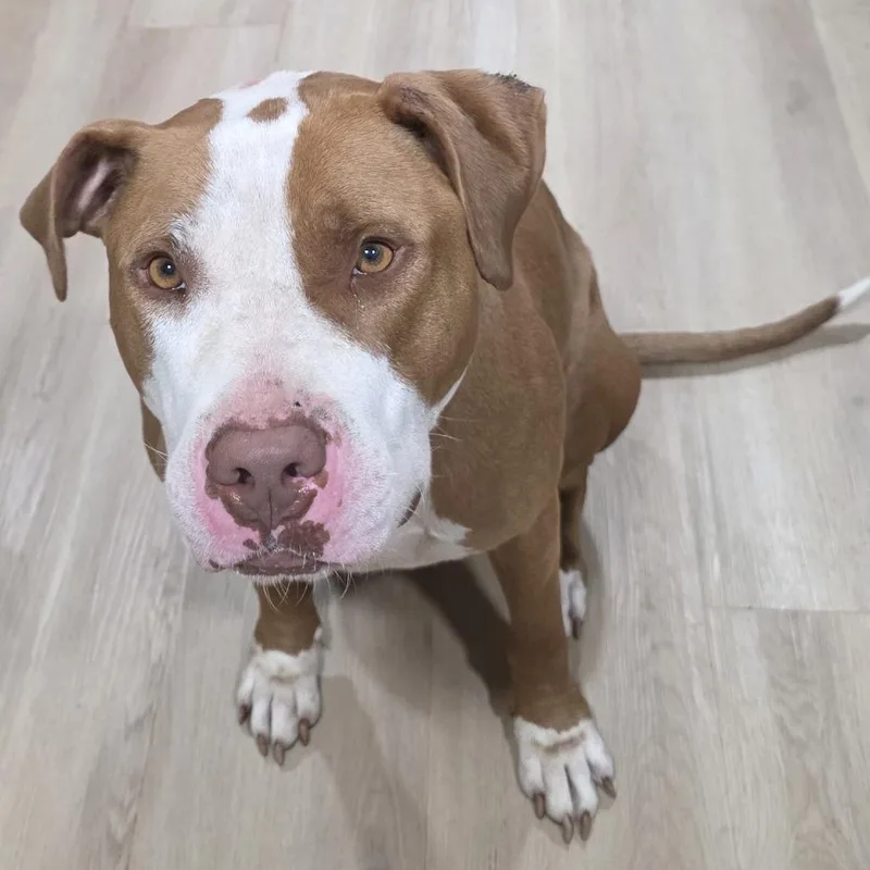 An adult large-sized male Yellow / Tan / Blond / Fawn Mixed Breed dog named Kingsley for adoption in Philadelphia, PA