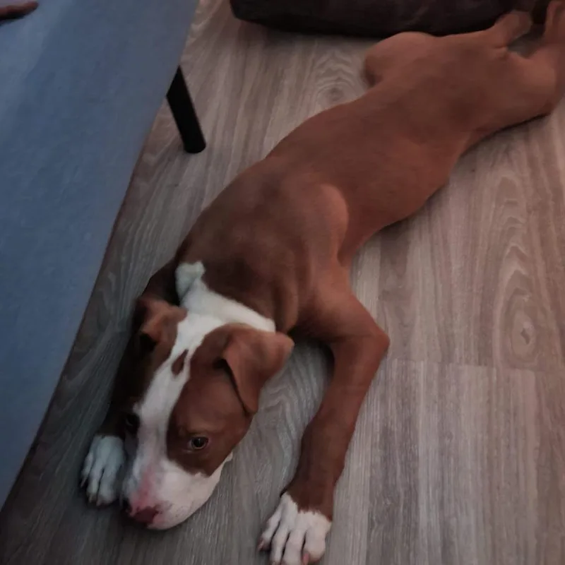 Kingsley thumbnail 2