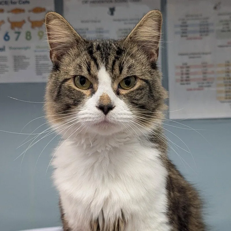 An adult medium-sized male Domestic Long Hair cat named Scooter for adoption in New Castle, DE