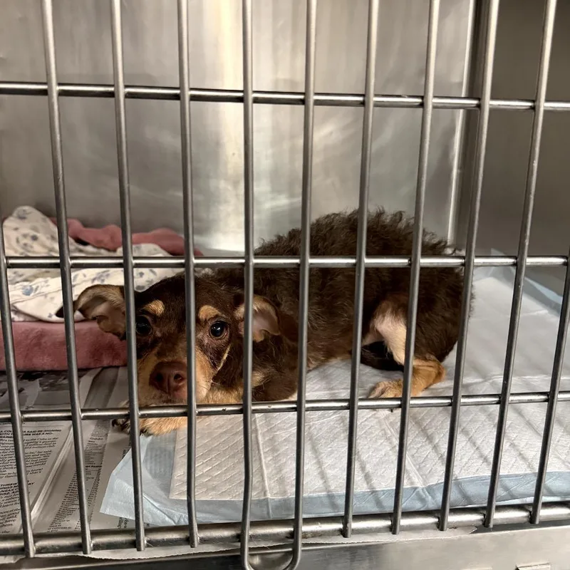 A young small-sized female Brown / Chocolate Chihuahua dog named Pretty Pretty Princess for adoption in Northbrook, IL