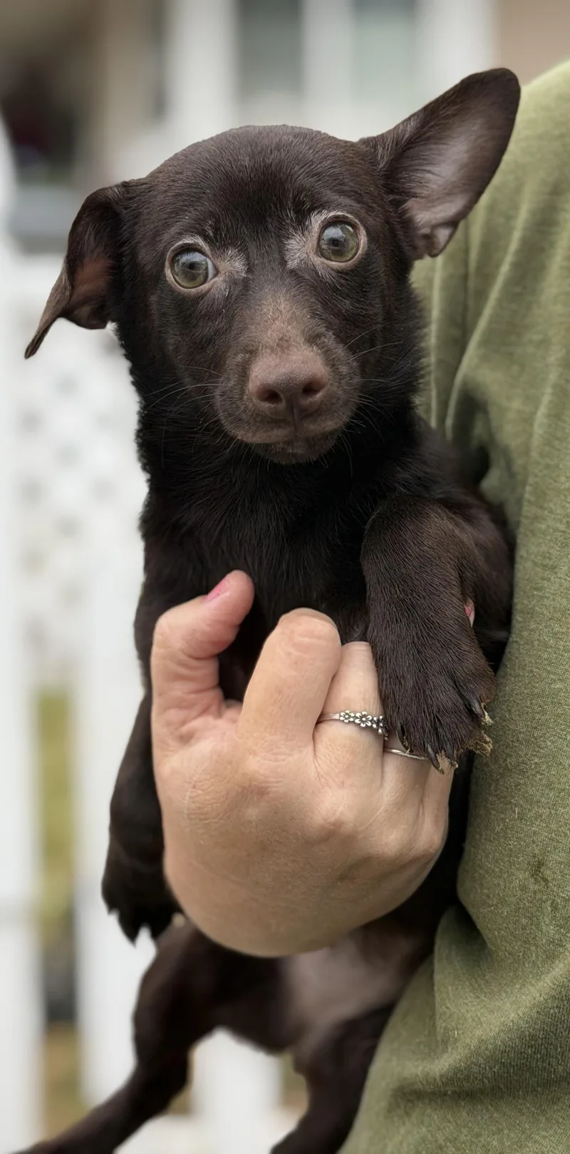 A baby small-sized female Chihuahua dog named Ellie for adoption in Yuba City, CA