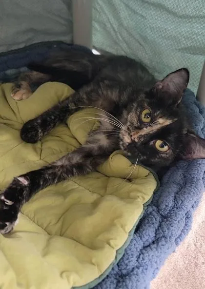 A baby medium-sized female Domestic Medium Hair cat named Jacqueline for adoption in Elmira, NY