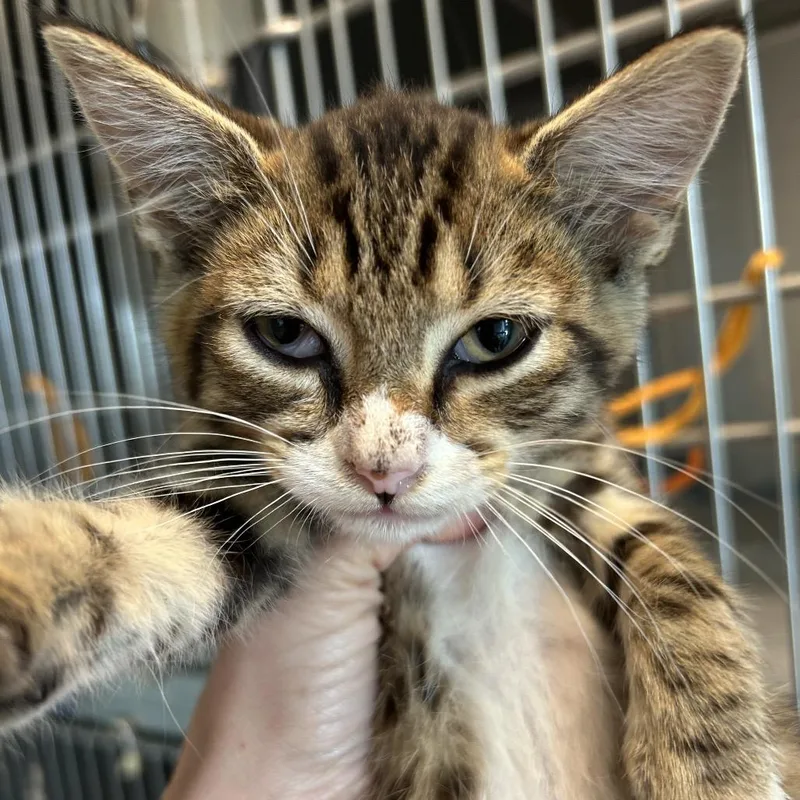 A baby small-sized male Brown / Chocolate Domestic Short Hair cat named Lefty for adoption in Leander, TX