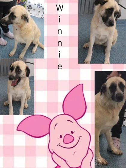 Winnie thumbnail 3