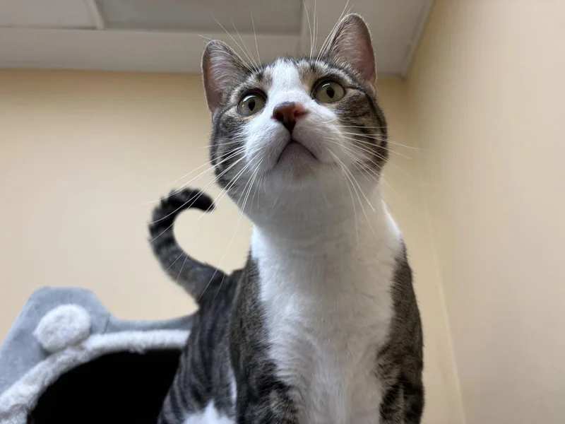 An adult medium-sized male Domestic Short Hair cat named Wembley for adoption in Wheaton, IL