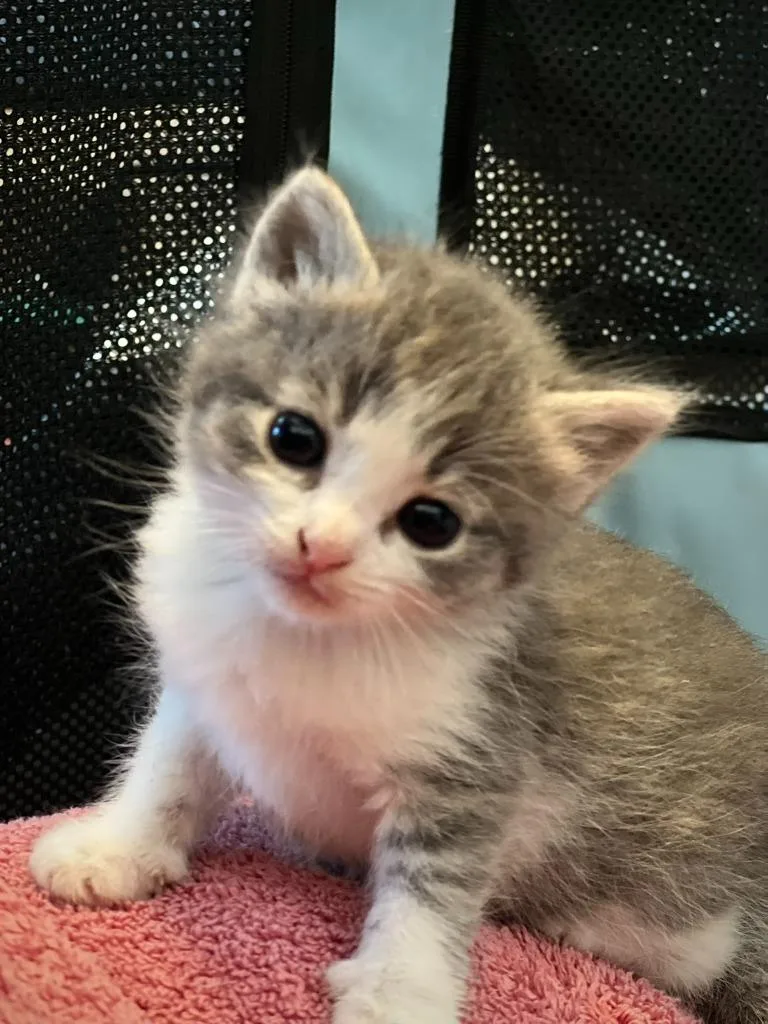 A baby small-sized female Domestic Short Hair cat named Cabana for adoption in Minneapolis, MN