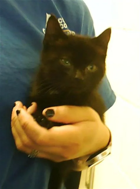 A baby small-sized female Domestic Short Hair cat named Mewlan for adoption in Fayetteville, NC