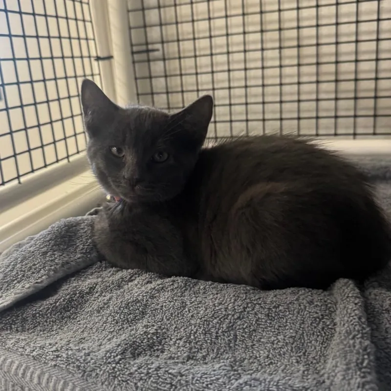 A baby small-sized male Gray / Blue / Silver Domestic Short Hair cat named Lincoln for adoption in Buellton, CA