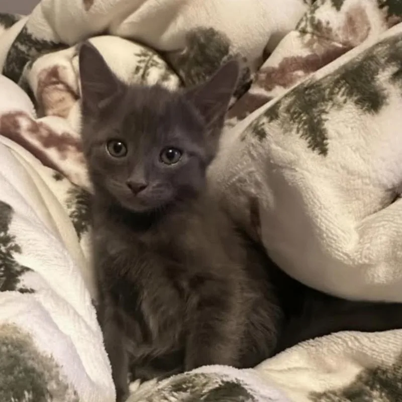 A baby medium-sized male Gray / Blue / Silver Domestic Short Hair cat named Bryce for adoption in Warr Acres, OK